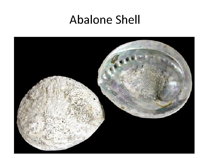 Abalone Shell 