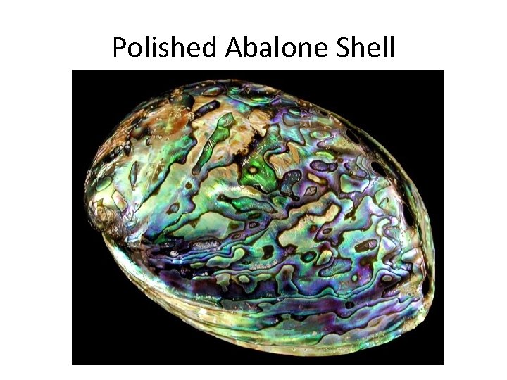 Polished Abalone Shell 