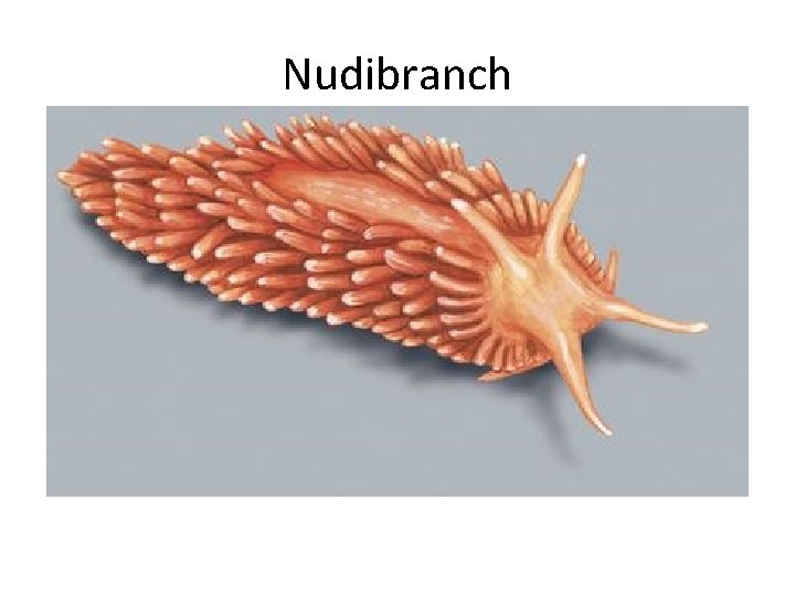 Nudibranch 