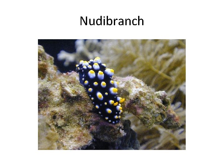 Nudibranch 