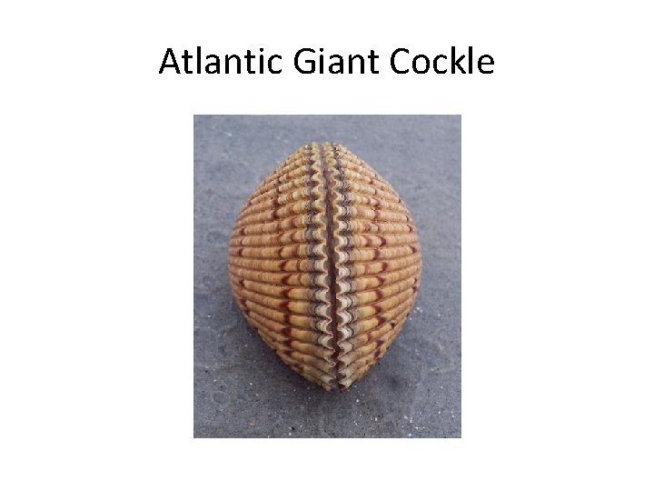 Atlantic Giant Cockle 