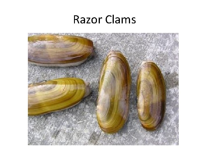 Razor Clams 