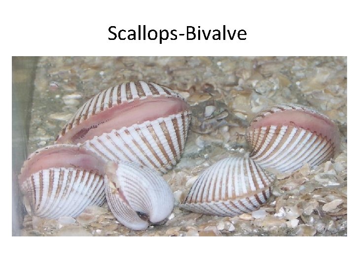 Scallops-Bivalve 