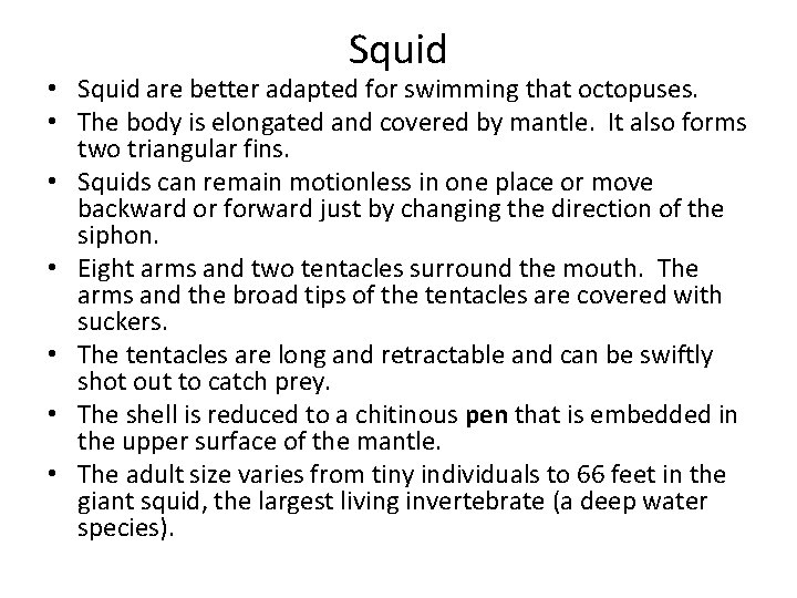 Squid • Squid are better adapted for swimming that octopuses. • The body is