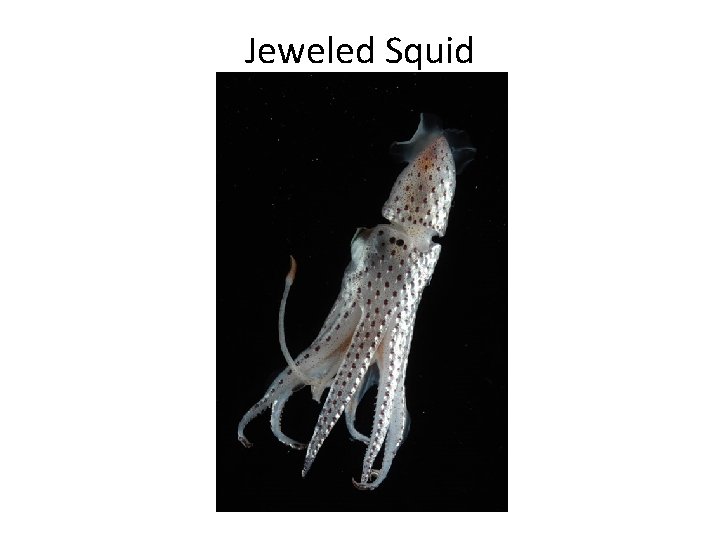 Jeweled Squid 