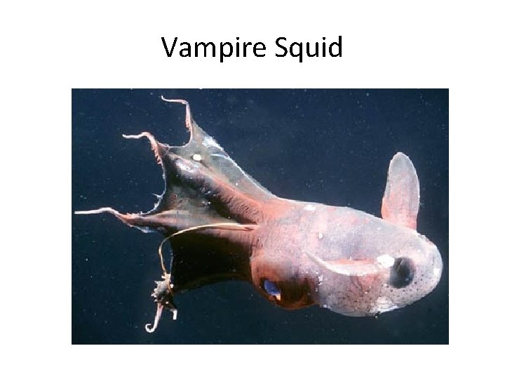 Vampire Squid 