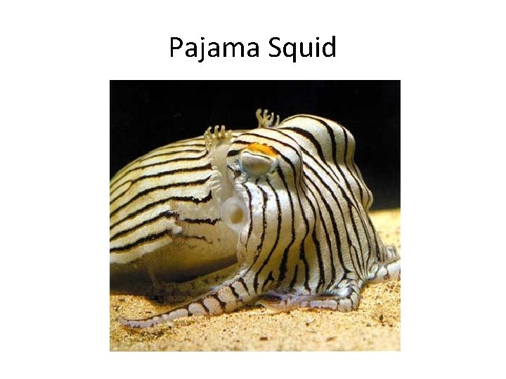 Pajama Squid 