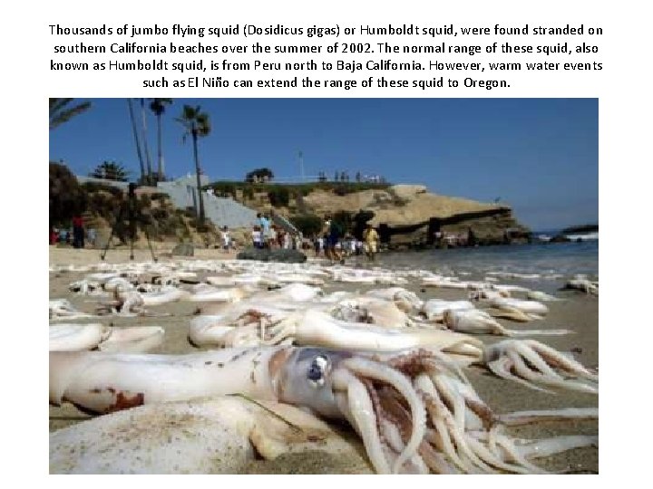 Thousands of jumbo flying squid (Dosidicus gigas) or Humboldt squid, were found stranded on