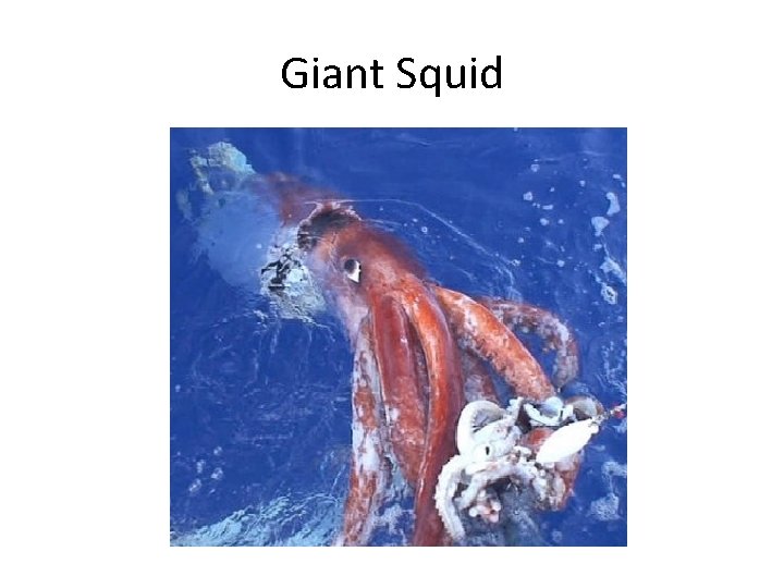 Giant Squid 
