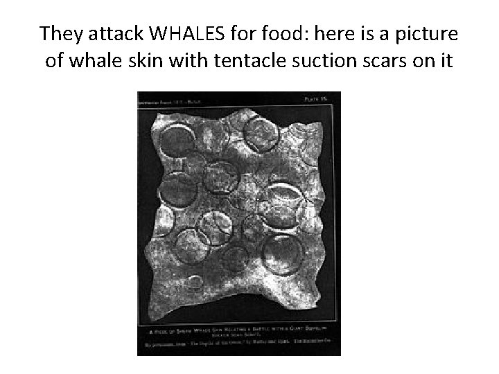 They attack WHALES for food: here is a picture of whale skin with tentacle
