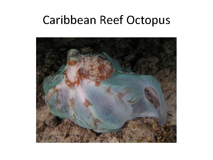 Caribbean Reef Octopus 