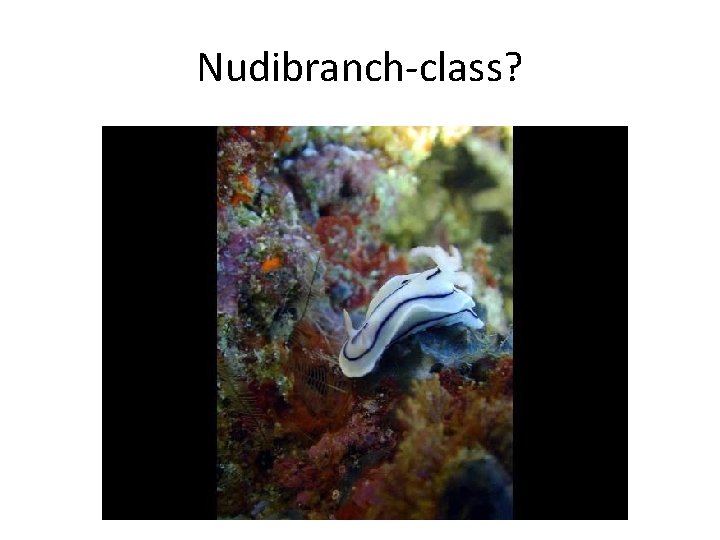 Nudibranch-class? 