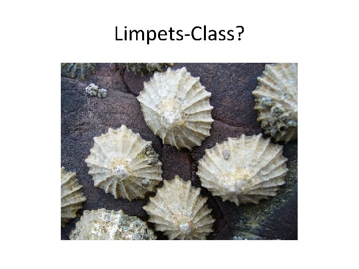 Limpets-Class? 