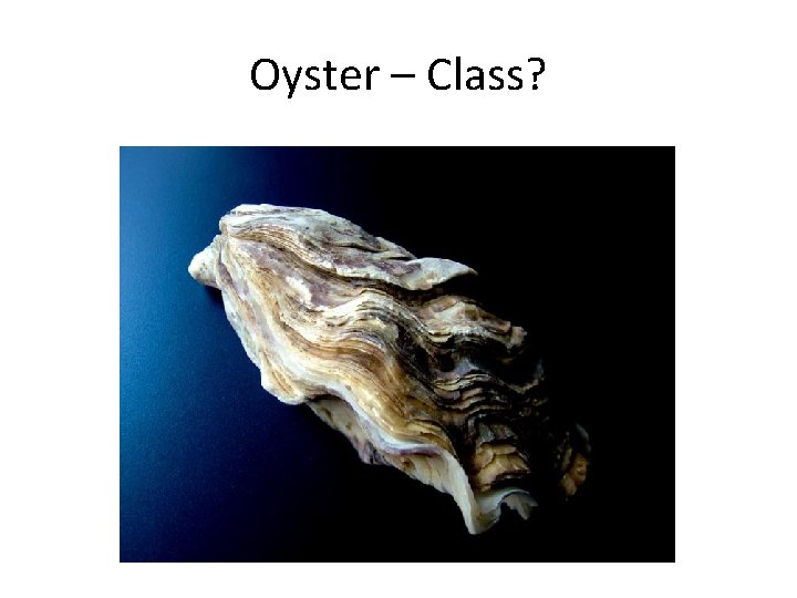 Oyster – Class? 
