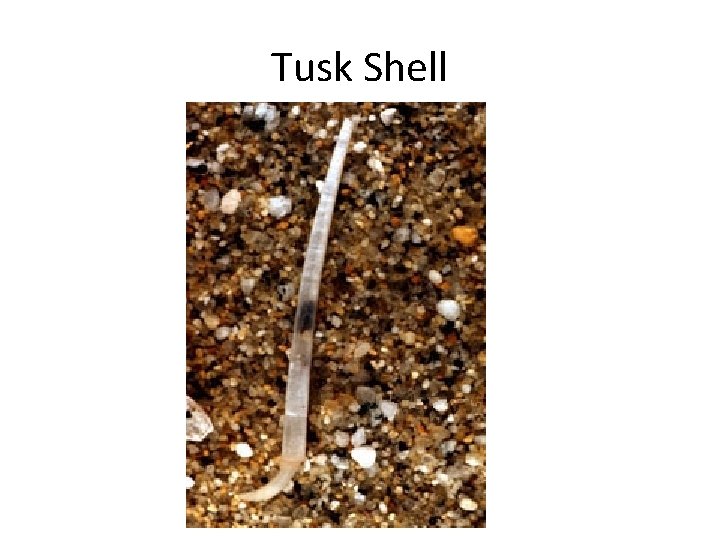 Tusk Shell 