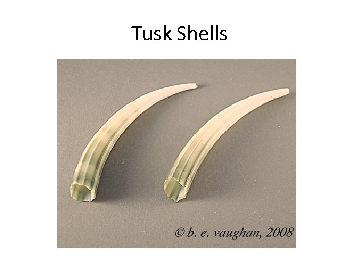 Tusk Shells 