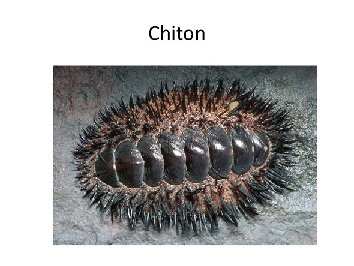 Chiton 