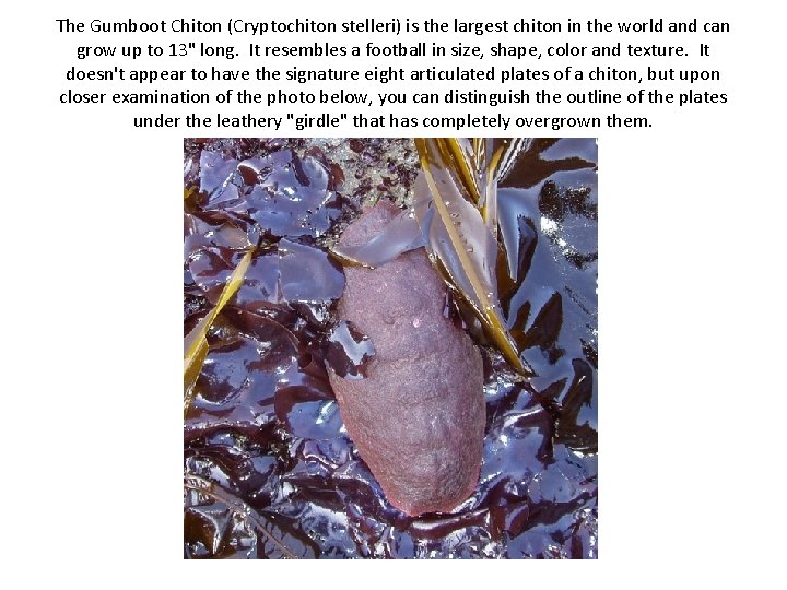 The Gumboot Chiton (Cryptochiton stelleri) is the largest chiton in the world and can