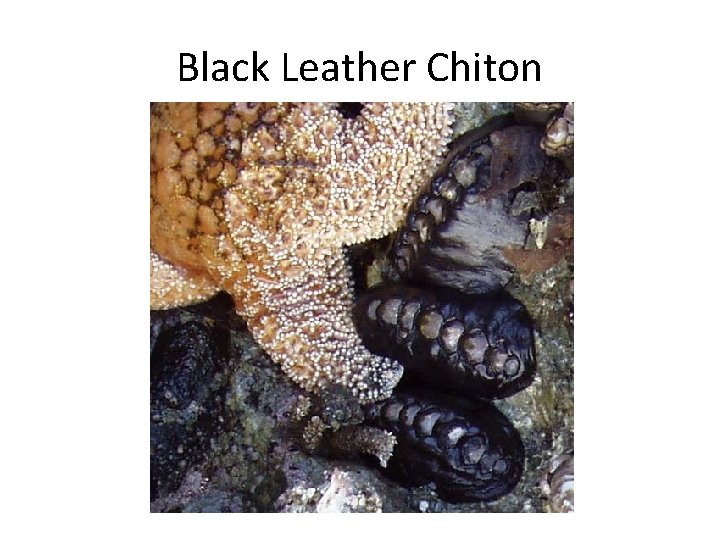 Black Leather Chiton 