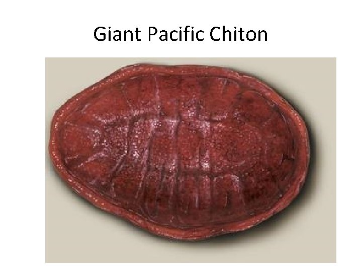 Giant Pacific Chiton 