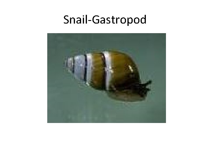 Snail-Gastropod 