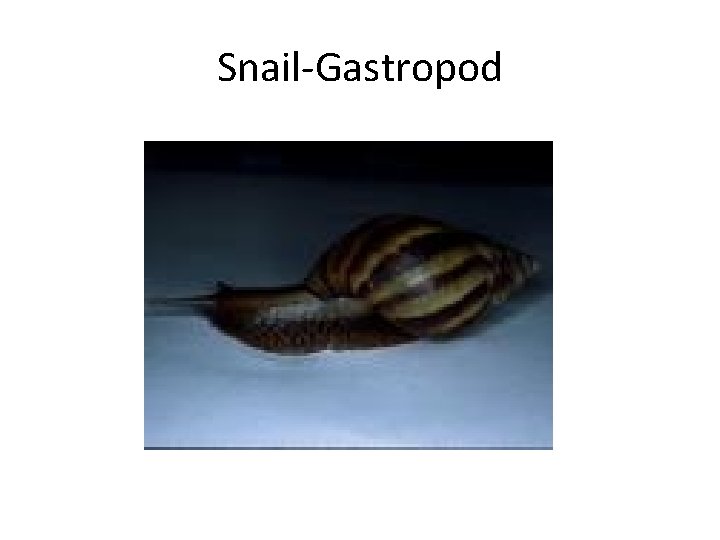 Snail-Gastropod 