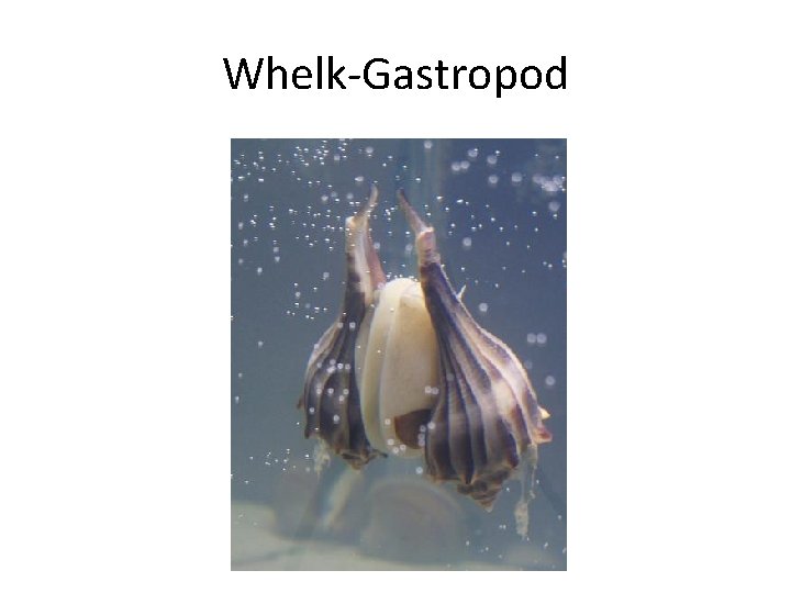 Whelk-Gastropod 