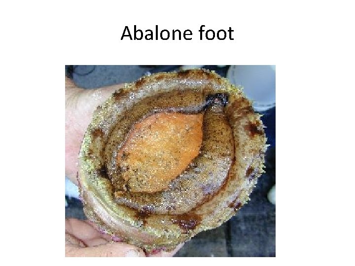 Abalone foot 