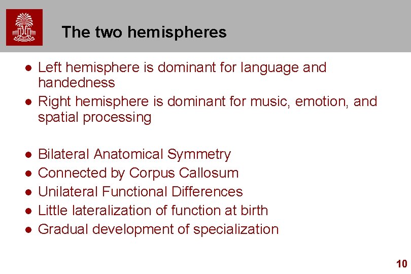 The two hemispheres l l l l Left hemisphere is dominant for language and