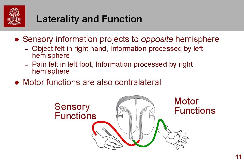 Laterality and Function l Sensory information projects to opposite hemisphere – – l Object