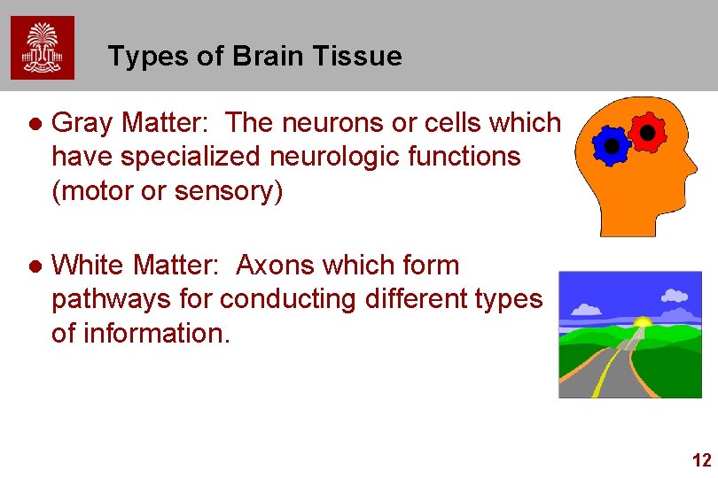 Types of Brain Tissue l Gray Matter: The neurons or cells which have specialized