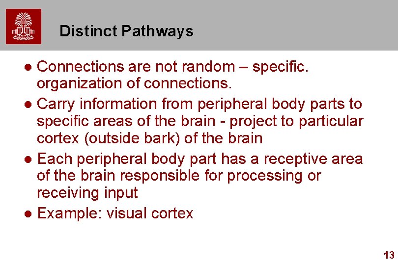 Distinct Pathways Connections are not random – specific. organization of connections. l Carry information