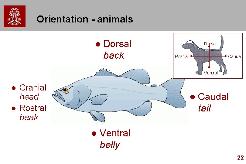 Orientation - animals l Dorsal back Dorsal Rostral Caudal Ventral l l Cranial head