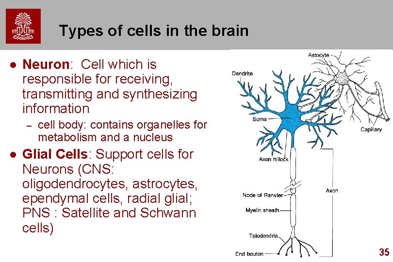 Types of cells in the brain l Neuron: Cell which is responsible for receiving,