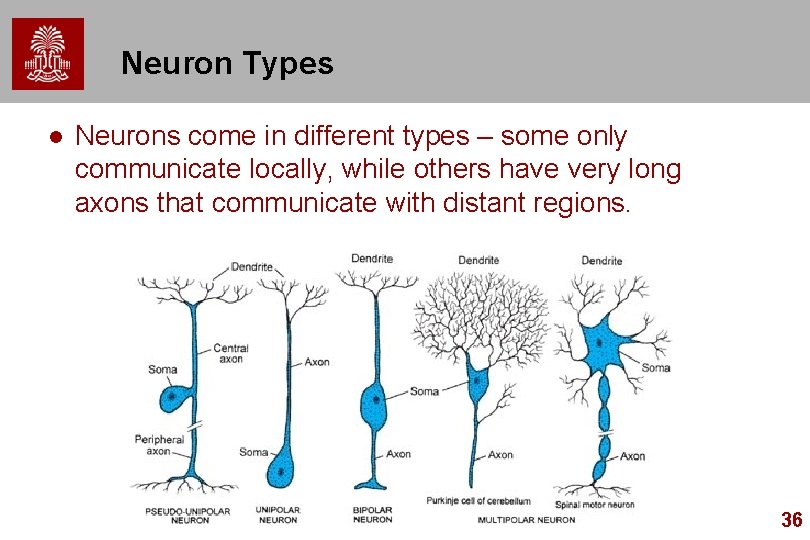 Neuron Types l Neurons come in different types – some only communicate locally, while