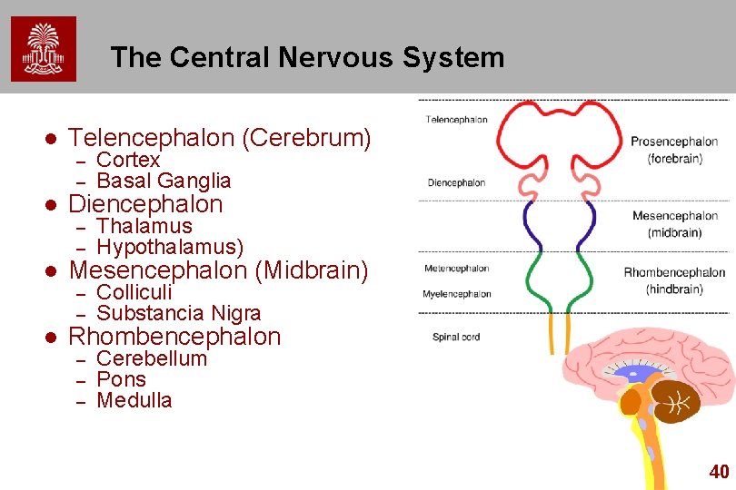 The Central Nervous System l l Telencephalon (Cerebrum) – – Cortex Basal Ganglia –