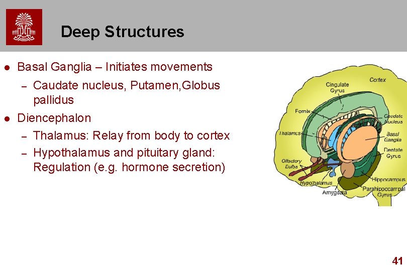 Deep Structures l Basal Ganglia – Initiates movements – l Caudate nucleus, Putamen, Globus