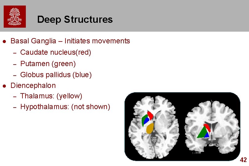 Deep Structures l Basal Ganglia – Initiates movements – Caudate nucleus(red) – Putamen (green)