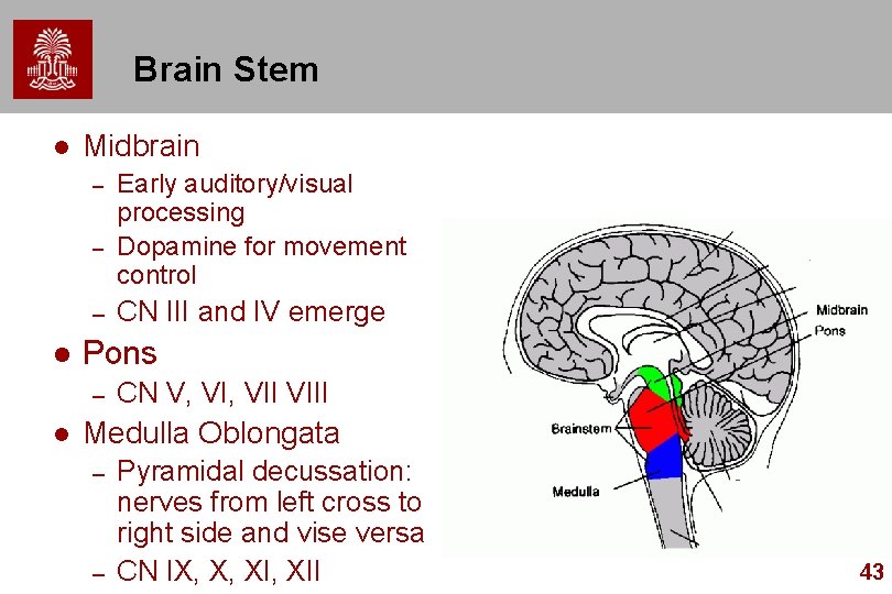 Brain Stem l Midbrain – – – l CN III and IV emerge Pons