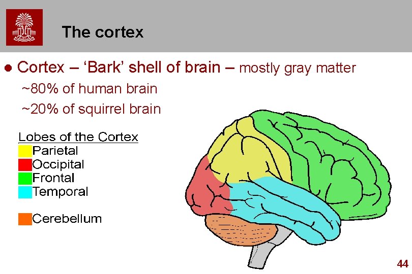 The cortex l Cortex – ‘Bark’ shell of brain – mostly gray matter ~80%