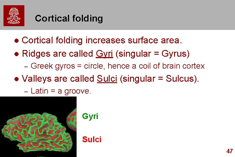 Cortical folding increases surface area. l Ridges are called Gyri (singular = Gyrus) l