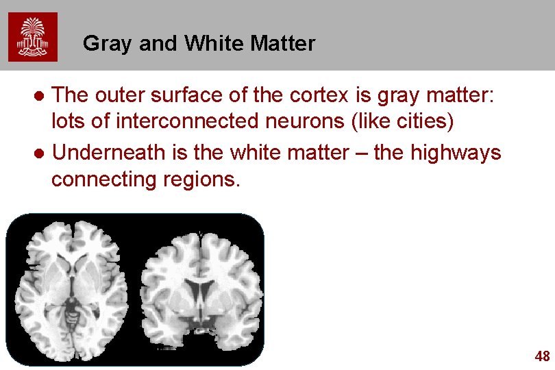 Gray and White Matter The outer surface of the cortex is gray matter: lots