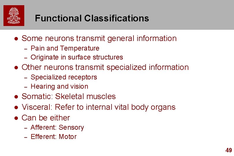 Functional Classifications l Some neurons transmit general information – – l Other neurons transmit