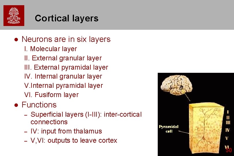 Cortical layers l Neurons are in six layers I. Molecular layer II. External granular