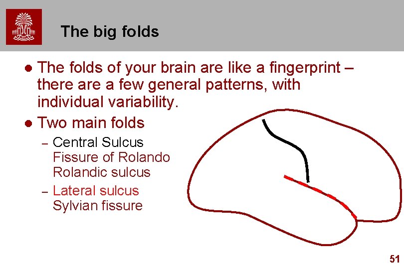 The big folds The folds of your brain are like a fingerprint – there