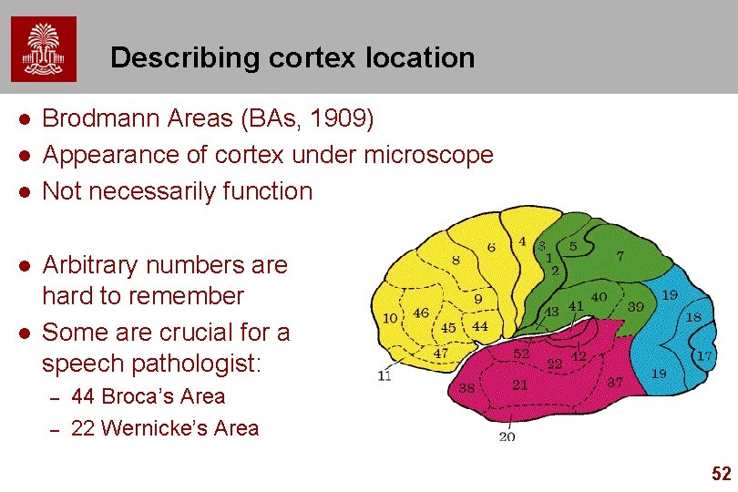 Describing cortex location l l l Brodmann Areas (BAs, 1909) Appearance of cortex under