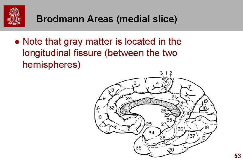 Brodmann Areas (medial slice) l Note that gray matter is located in the longitudinal