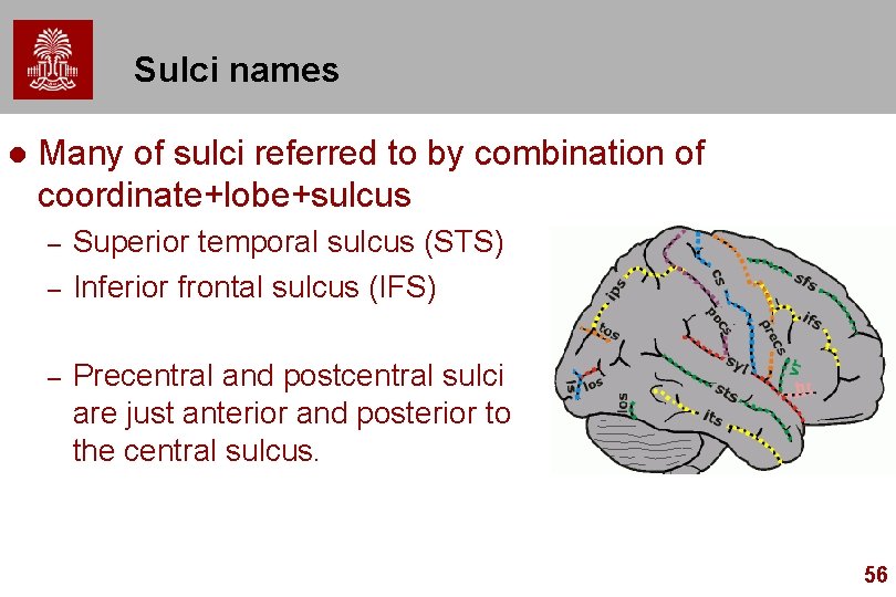 Sulci names l Many of sulci referred to by combination of coordinate+lobe+sulcus – –