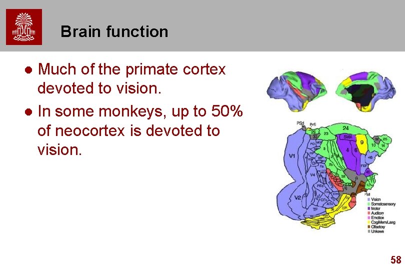 Brain function Much of the primate cortex devoted to vision. l In some monkeys,