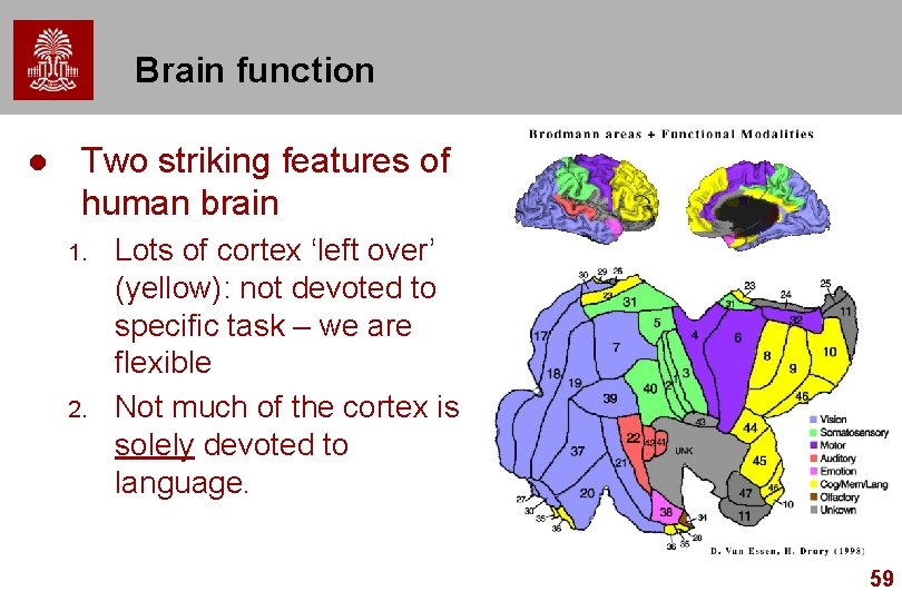 Brain function l Two striking features of human brain 1. 2. Lots of cortex